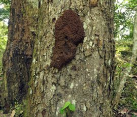 Termity
