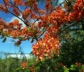 Delonix Regia