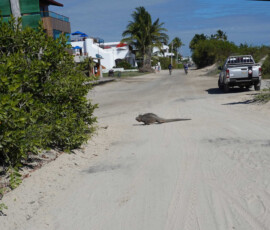 Iguana ma pierwszeństwo