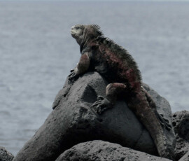 Iguana na kamieniu