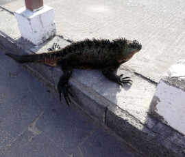 Iguana
