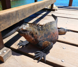 Iguana na pomoscie