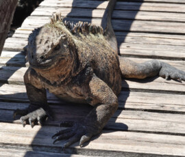 Iguana
