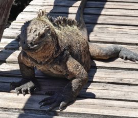 Iguana