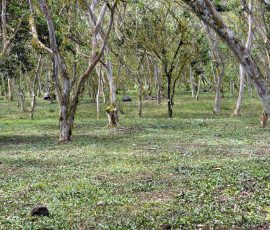 Rancho El Chato
