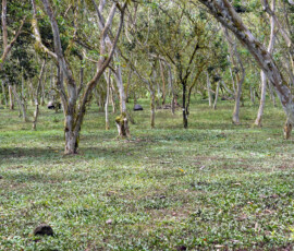 Rancho El Chato