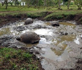 Żółwie na Rancho El Chato