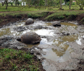 Żółwie na Rancho El Chato