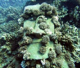 Moai
