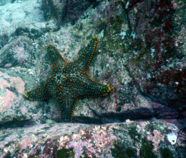 Santa Cruz