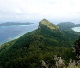 Mangavera