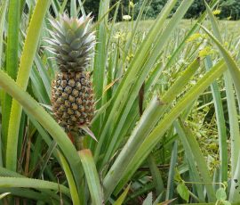 Ananas