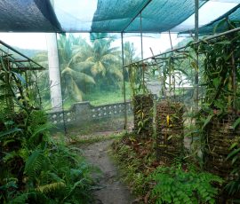 Huahine plantacja wanilii