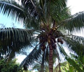 Kokosy na palmie