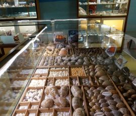 Muzeum muszli