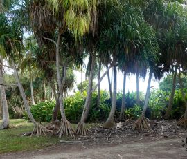 Palmy