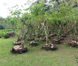 Tahaa plantacja wanili
