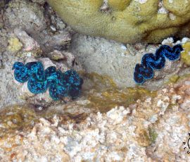 Apataki