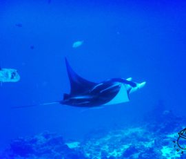 Manta