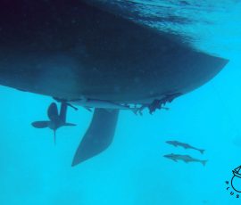 Remora